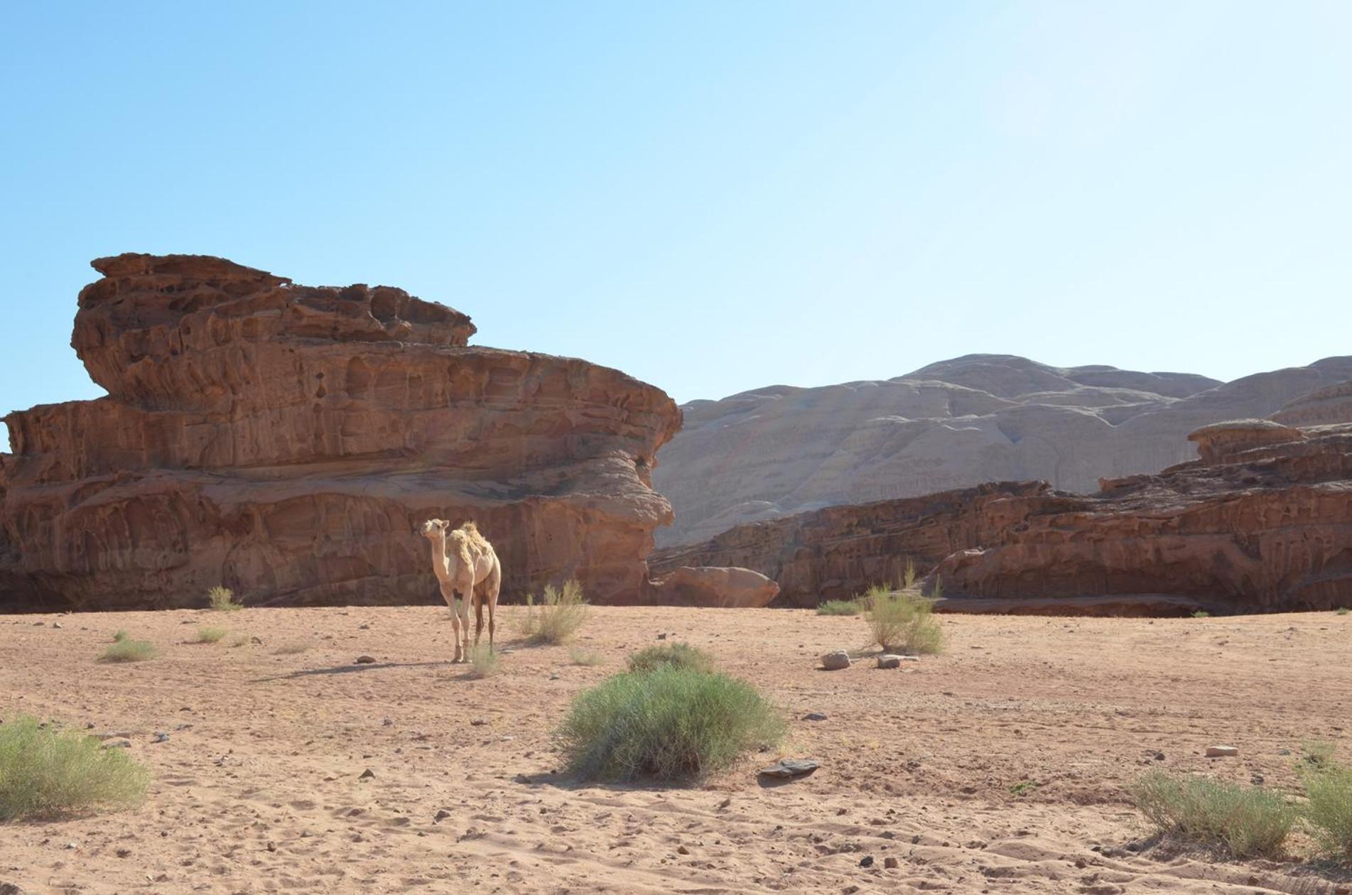 Wadi Rum Mundo Camp Aqaba Exteriör bild